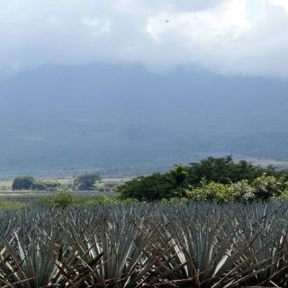 Vertedero en paisaje agavero ''no procede'', insiste el INAH