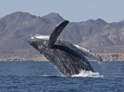 Felipe Calderón anunció hoy la cancelación del proyecto turístico que pretendía construirse Cabo Pulmo, Baja California Sur. EFE  /