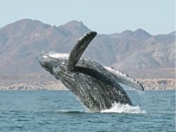Hace más de 15 años que la zona de Cabo Pulmo es considerada como Área Natural Protegida. NTX  /
