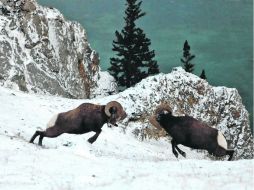 El primer episodio dará espacio a criaturas pocas veces vistas en las montañas de América. ESPECIAL  /