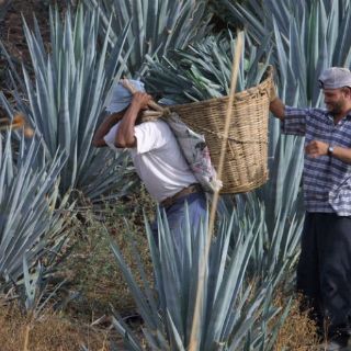 Gradual repunte en el mercado del precio del agave tequilero