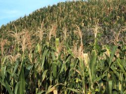 Los pesticidas se usan, en su mayor parte, a los cultivos. ARCHIVO  /
