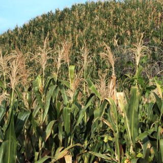 Brasil es el mayor consumidor de pesticidas agrícolas, según ONG