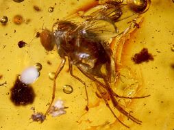 Las pequeñas moscas llamadas fóridos combatirán una plaga de hormigas en Estados Unidos. ARCHIVO  /
