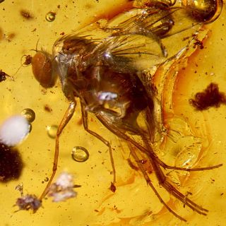 Exportan científicos argentinos moscas a EU