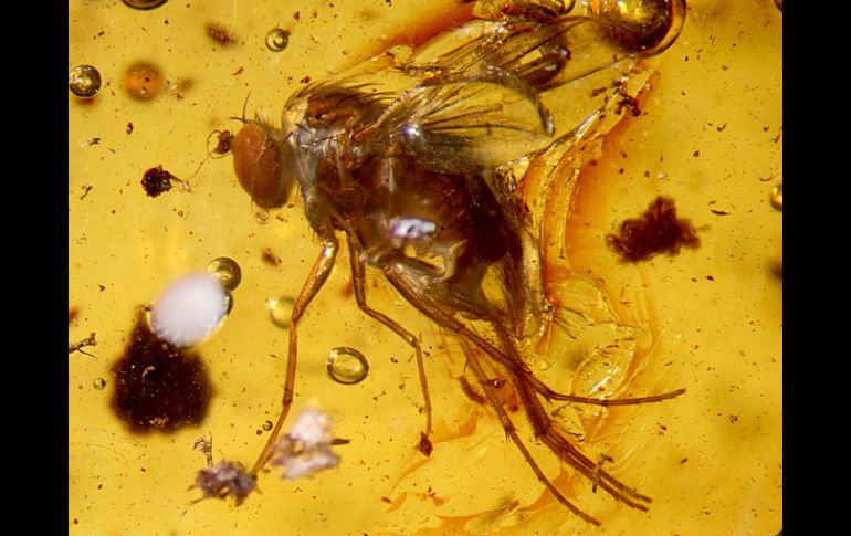 Las pequeñas moscas llamadas fóridos combatirán una plaga de hormigas en Estados Unidos. ARCHIVO  /