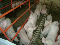 Unima Bioseguridad, empresa, de origen jalisciense, fue la encargada de desarrollar el producto. AGENCIA ID  /