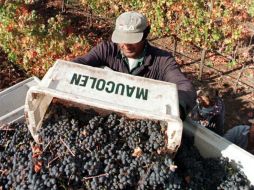 Las zonas del vino en México se ubican en Baja California, Coahuila, Querétaro y Zacatecas. REUTERS  /