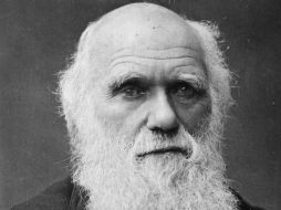 Científicos británicos crearon una máquina para componer éxitos musicales utilizando las leyes de selección natural de Darwin. ARCHIVO  /