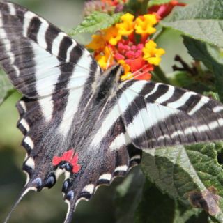 Declaran en peligro de extinción a especie de mariposa en Florida