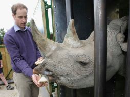 El príncipe Guillermo alimenta un rinoceronte ante la prensa, haciendo un llamado para su protección. REUTERS  /
