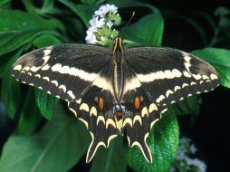 Ejemplar de mariposa Papilio aristodemus, clasificada en peligro de extinción. EFE  /