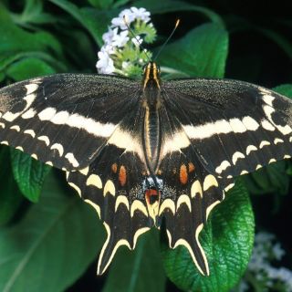 Más animales y plantas en peligro por sobreexplotación por razones económicas