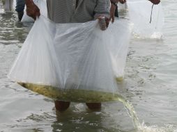 Pescador deposita al embalse las crías de tilapia.  /