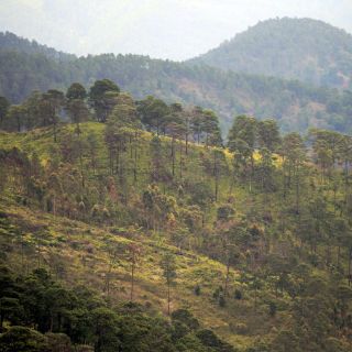 Centroamérica pierde cada hora 48 hectáreas de bosque