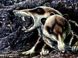 El diprotodonte, un marsupial de la era Pleistoceno medía tres metros de largo y dos metros de altura. ARCHIVO  /