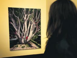 En la exposición se explica a los árboles como parte de la historia y de la vida citadina. CORTESÍA ITESO  /