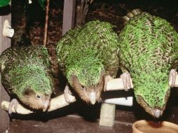 El kakapo puede vivir hasta 90 años pero lograr su apareamiento es complicado. AFP  /