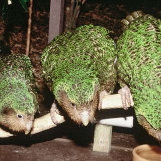 El kakapo se salva de la extinción