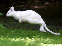 Tras 30 días en la bolsa de su madre el pequeño da ahora sus primeros pasos. EFE  /