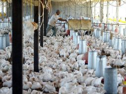 En 2011 se levantaron 315 mil 604 muestras, en todo el país, para detectar influenza aviar de alta patogenidad. ARCHIVO  /