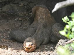 ''Jorge'' será sometido a una necropsia y que luego se tomarán muestras fisiológicas. EFE  /