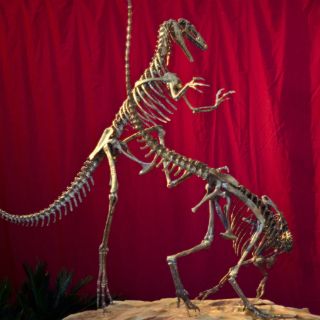 Anuncian descubrimiento de dinosaurio carnívoro en Argentina