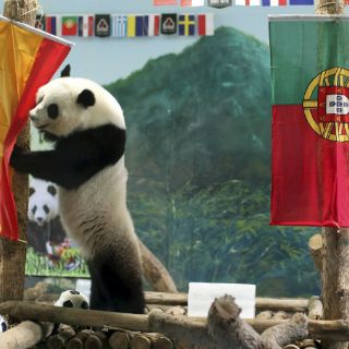 España y Alemania llegarán a la final, según una panda