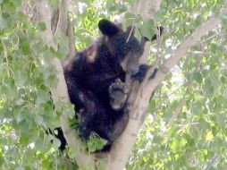La población de osos en Florida se ha disparado. ARCHIVO  /