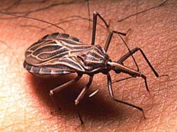 La chinche hocicona o chinche besucona, se alimenta de sangre. ESPECIAL  /