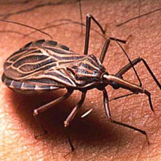 Advierten sobre enfermedad que transmite picadura de chinche