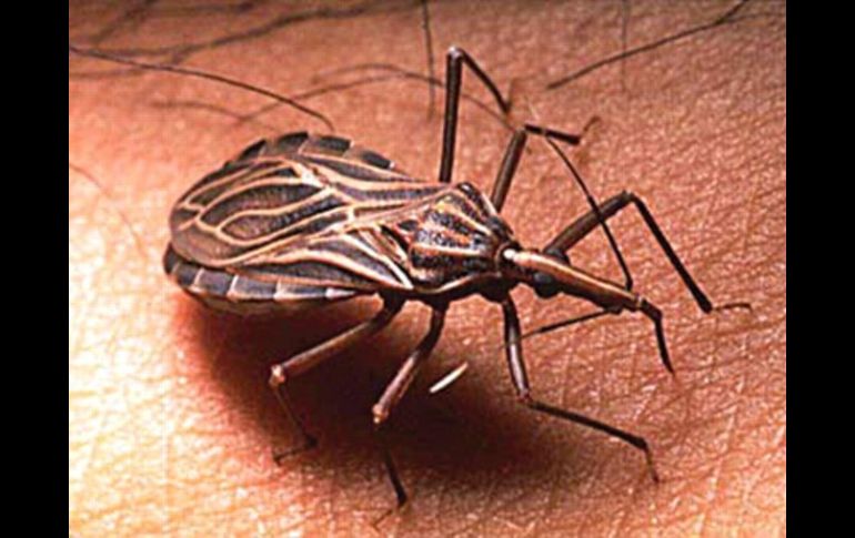 La chinche hocicona o chinche besucona, se alimenta de sangre. ESPECIAL  /