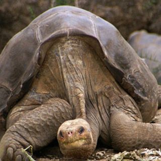 Usan tecnología médica para mantener la estirpe de 'Jorge'