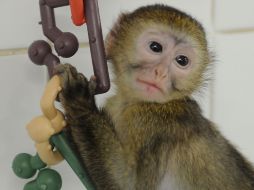 Se mostró que los monos pueden fijarse objetivos y seguir su avance. AFP  /