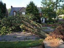 Las tormentas han ocasionado la caída de muchos árboles. AFP  /