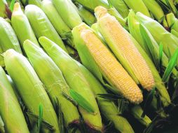 Producción de maíz.- Los analistas afirman que ya hay experiencia acumulada en la producción del cereal mediante contratos. ESPECIAL  /