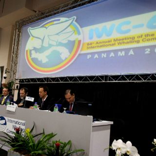 Rechazan crear reserva para ballenas en Atlántico