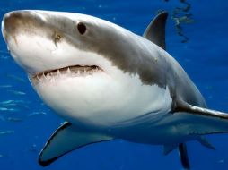 Calculan que cada año se pescan hasta 70 millones de tiburones para la sopa de marras. ESPECIAL  /