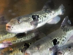 Se han detectado alto niveles de cesio radiactivo en 23 variedades de peces de agua dulce. AFP  /