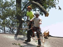 La gran cantidad de árboles caídos durante la tormenta afectó el cableado eléctrico. REUTERS  /