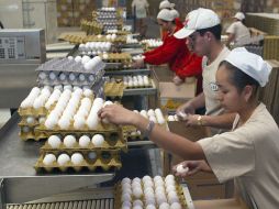 Japón ya reanudó las compras de huevo industrializado de granjas de Jalisco. ARCHIVO  /