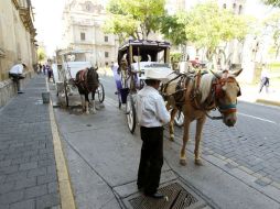 La enfermedad más común entre los caballos de las calandrias es la tendovaginitis, inflamación de las extremidades del animal. ARCHIVO  /