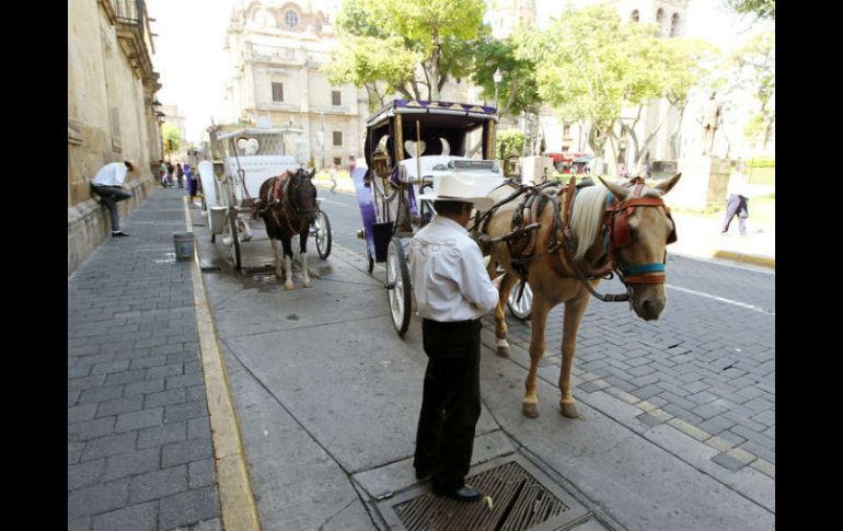 La enfermedad más común entre los caballos de las calandrias es la tendovaginitis, inflamación de las extremidades del animal. ARCHIVO  /