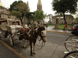 En el Centro Histórico, 80% de los equinos está en muy buenas condiciones de salud, 10% está en un nivel aceptable, 5% tiene problemas.  /