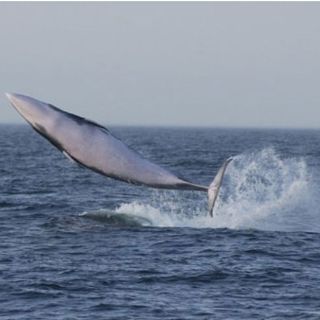Australia y Nueva Zelanda condenan los planes surcoreanos de cazar ballenas