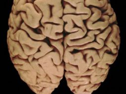 La información social puede causar que nuestro cerebro juegue con reglas diferentes. ESPECIAL  /