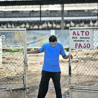 Avicultores de Los Altos repudian importación de huevo