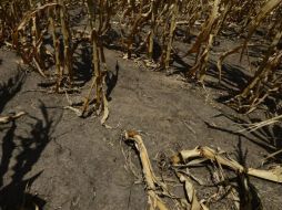 El calor está afectando también a los cultivos de manera irreparable. ESPECIAL  /