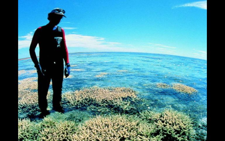 Los daños en los ecosistemas de corales son causados por el aumento de las temperaturas oceánicas y acidificación de océanos. ARCHIVO  /