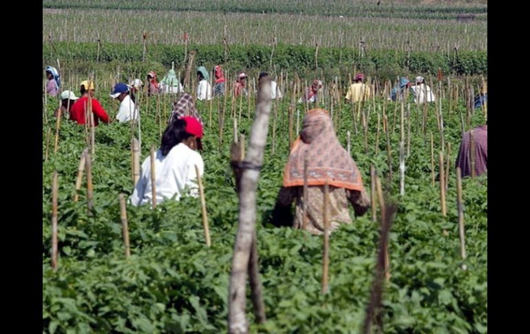 La iniciativa dice que los trabajadores indocumentados podrían quedarse en California legalmente como trabajadores huéspedes. ARCHIVO  /